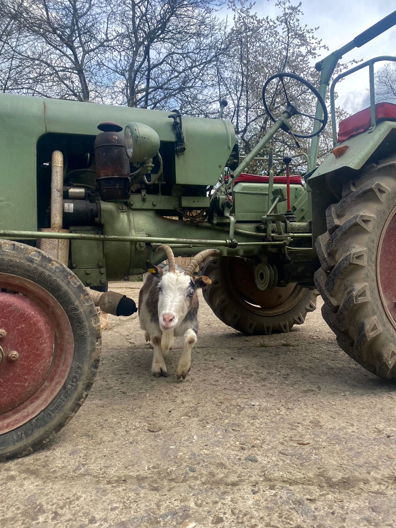 Helga und Flip